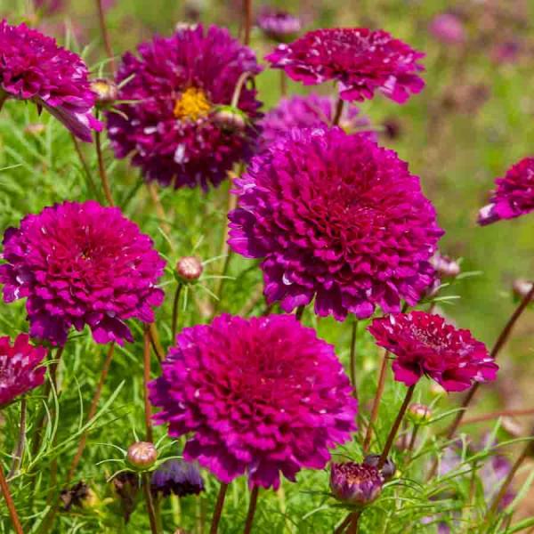 Fleurs - Cosmos Double Click Carmin - Graines d'Exception - face recto